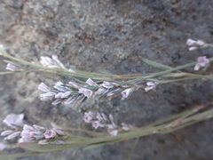 Polygonum spergulariiforme