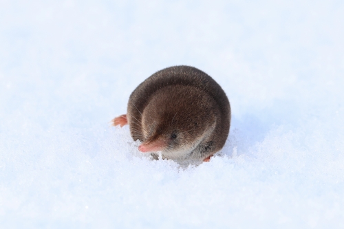 Common Shrew