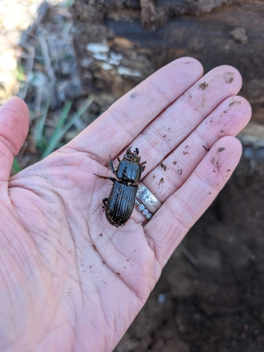 Bess beetle