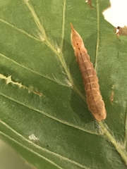 Lepidoptera