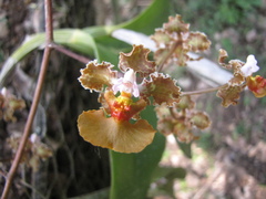 Oncidium altissimum