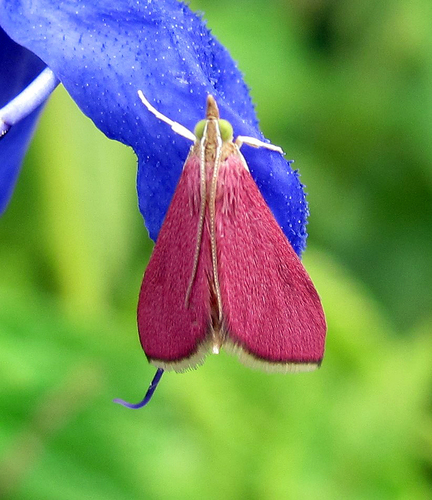 Inornate Pyrausta Moth photo 4