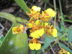 Trichocentrum ascendens