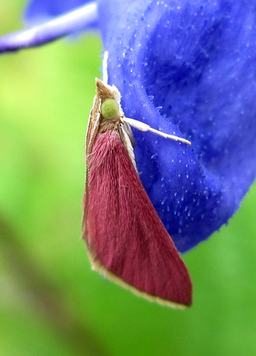 Inornate Pyrausta Moth photo 6