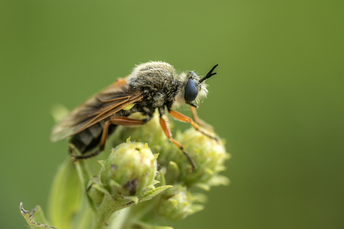 Hoplotriclis pallasii