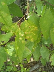 Pachypsyllinae