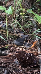Nerodia erythrogaster
