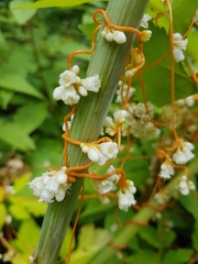 Cuscuta rostrata