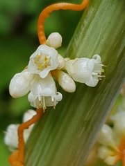 Cuscuta rostrata
