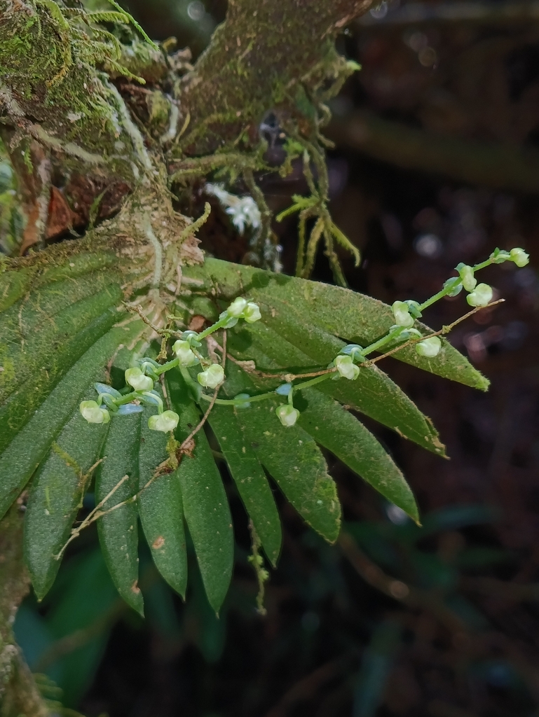 Ornithocephalus gladiatus