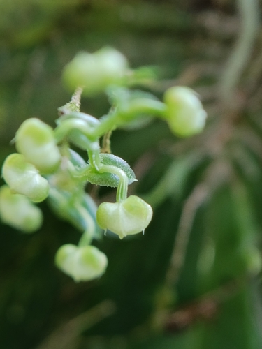 Ornithocephalus gladiatus, photograph 3