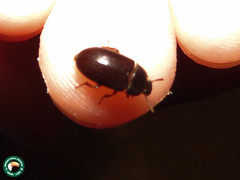 Alphitobius diaperinus
