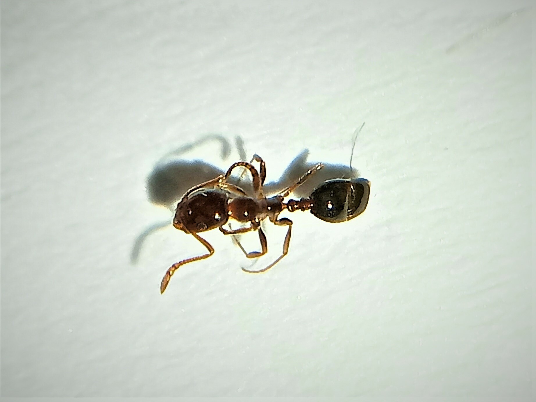 Monomorium creticum