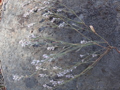 Polygonum spergulariiforme