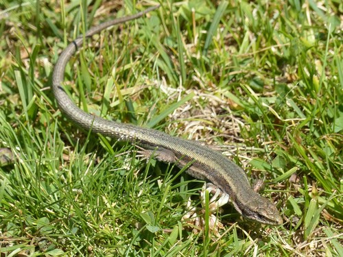 Aran Rock Lizard, Iberolacerta aranica