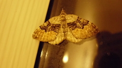 Xanthorhoe quadrifasiata