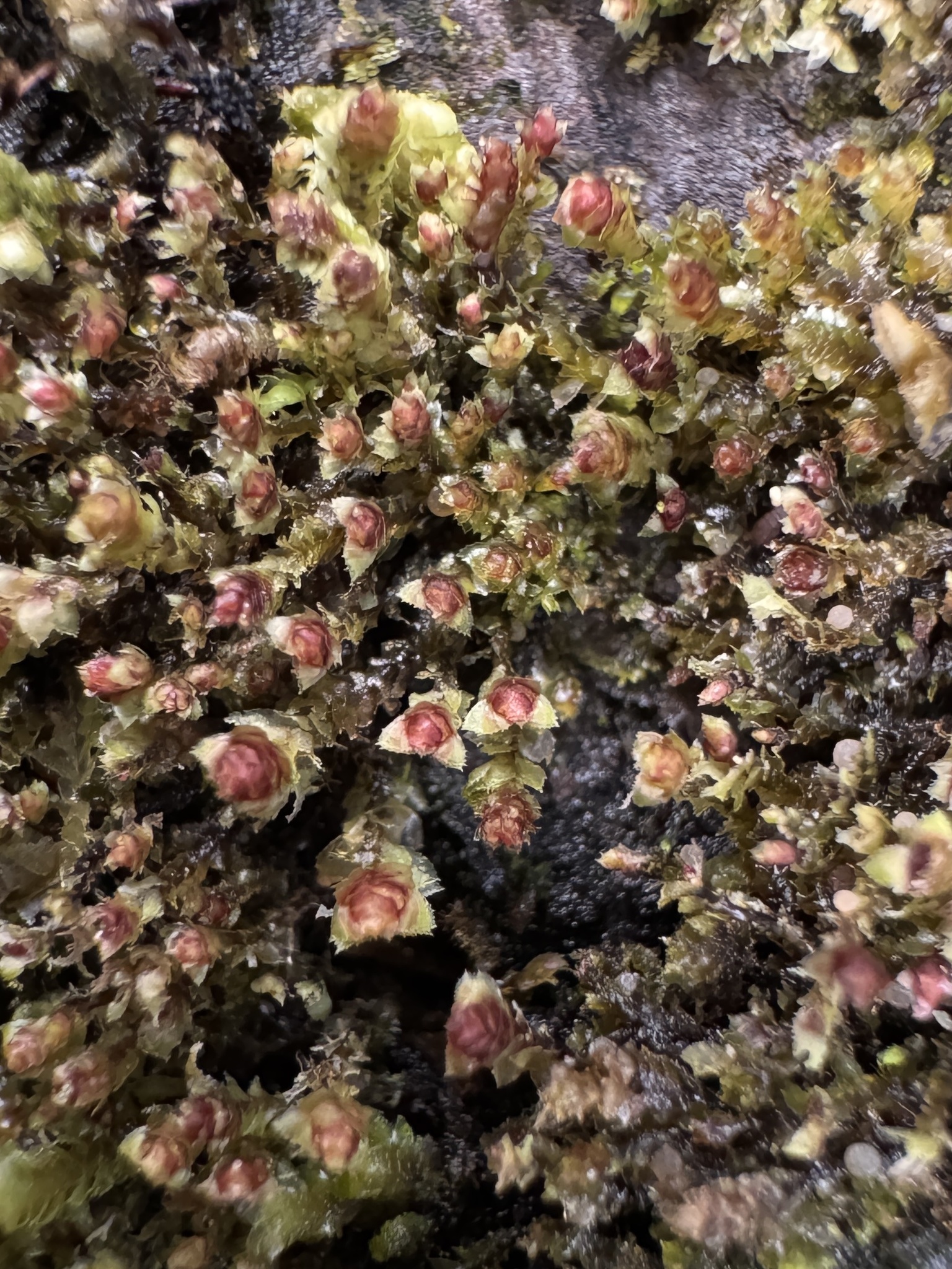 Scapania umbrosa