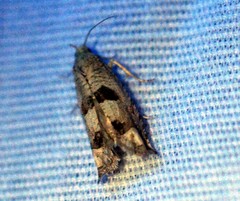 Eucosma tomonana