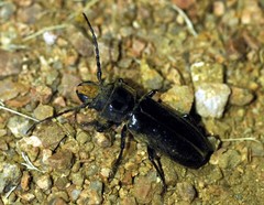Mallodon dasystomus