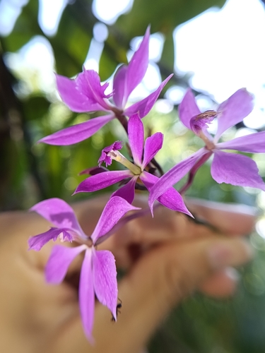 Epidendrum flexuosum, photograph 2