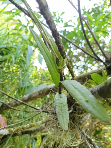 Epidendrum flexuosum, photograph 3