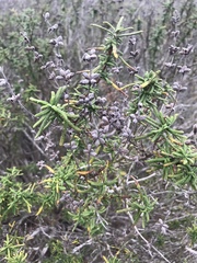 Salvia brandegeei