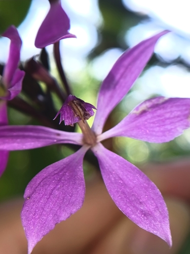 Epidendrum flexuosum, photograph 4