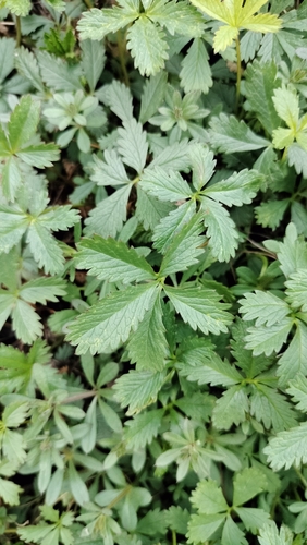 Penkiapirštė sidabražolė nuotrauka