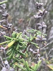 Salvia brandegeei