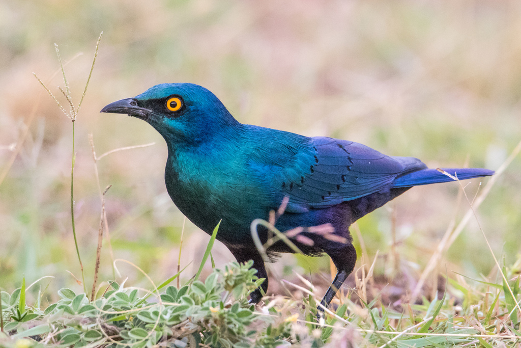Lesser Blue-eared Starling photo