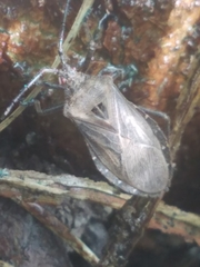 Spartocerini