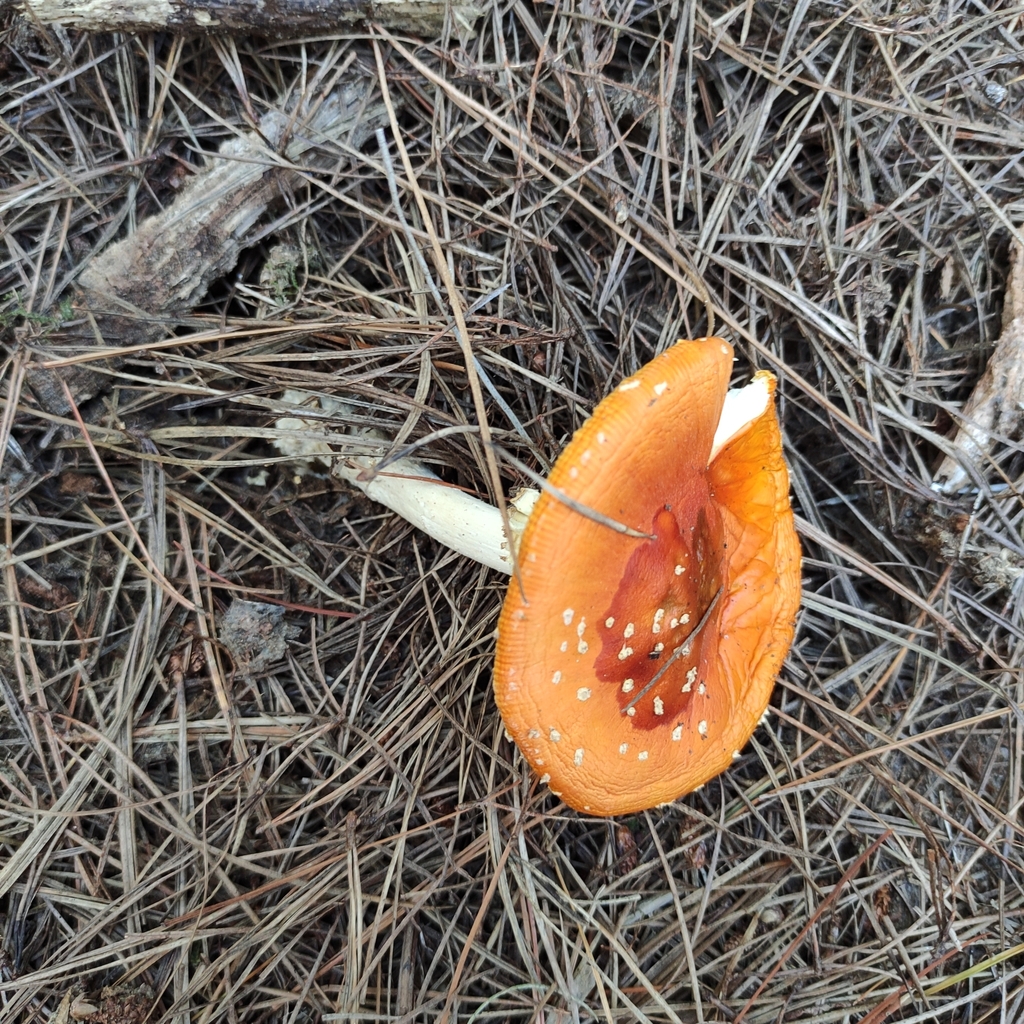 Amanita muscaria · March 2025 · photo: © jennysaito (iNaturalist, cc-by)