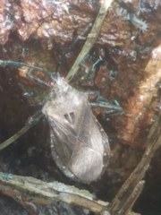Spartocerini