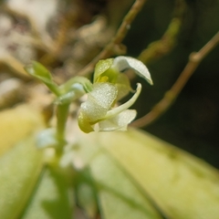 Ornithocephalus gladiatus, photograph (c) Elkin Meriño Florez, some rights reserved (CC BY)