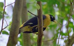 Golden Myna photo 1