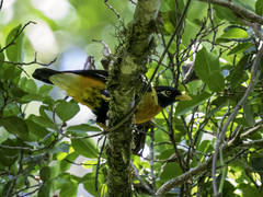 Golden Myna photo 2