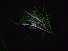 Lepilemur tymerlachsoni