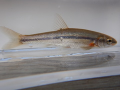 Couesius plumbeus