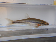 Couesius plumbeus