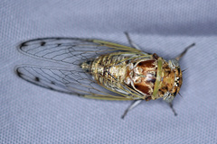 Diceroprocta texana