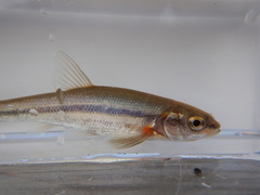 Couesius plumbeus