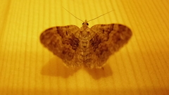 Xanthorhoe quadrifasiata