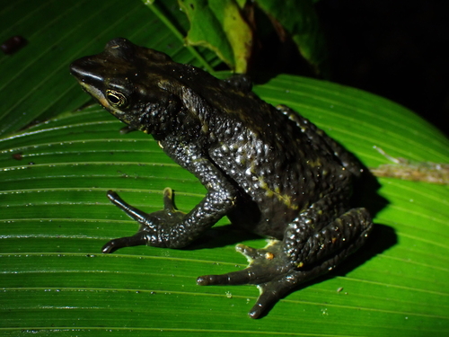 Harlequin frog, Atelopus laetissimus