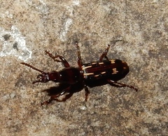 Arrhenodes minutus