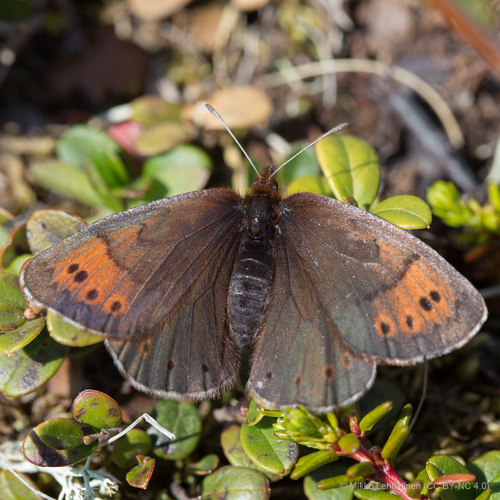 Erebia pandrose (Borkhausen, 1788)