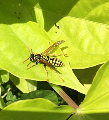 Polistes dominula