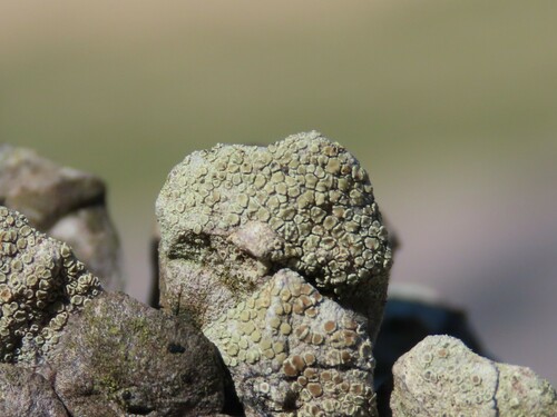 Lecanora strobilina (Spreng.) Kieff.