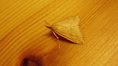 Udea fulvalis