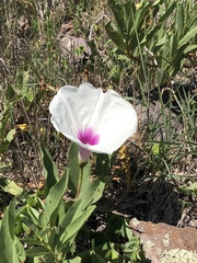 Ipomoea longifolia