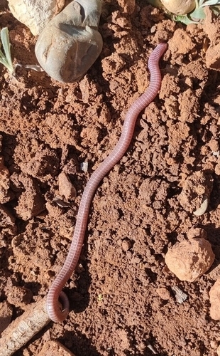 Moroccan Worm Lizard